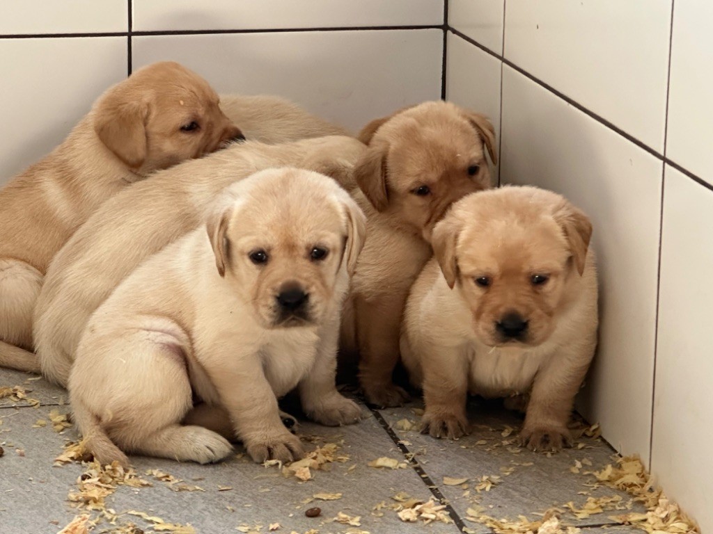 De sandie landes - Chiots disponibles - Labrador Retriever