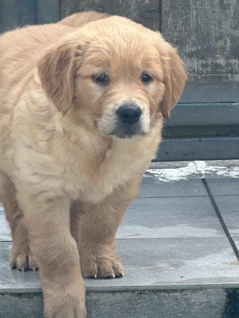 De sandie landes - Chiots disponibles - Golden Retriever